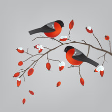 Two Robins On A Wild Rose Hips Branch With Snow