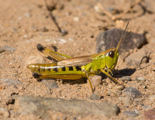 Poster - Marsh Meadow Grasshopper