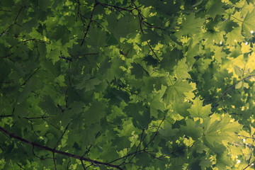 green maple tree leaves
