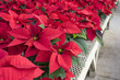 Red Poinsettias in Pots on Display in a Plant Nursery