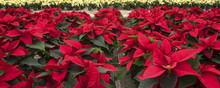 Red And Creamed Colored Potted Poinsettias In A Garden Center