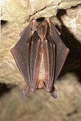 Greater mouse-eared bat ( Myotis myotis)