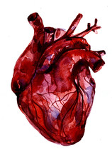 Aquarelle Human Red-blood Heart
