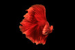 Red siamese fighting fish isolated on black background