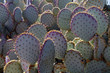 Sunlit Prickly Pear Cactus in the Sonoran Desert
