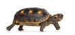 Red-footed tortoises (1,5 years old), Chelonoidis carbonaria, in