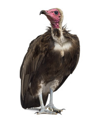 Hooded vulture - Necrosyrtes monachus (11 years old) in front of a white background