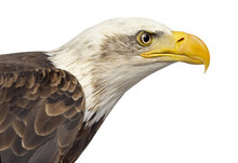 Close-up Of A Bald Eagle - Haliaeetus Leucocephalus (12 Years Ol