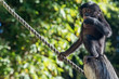 newborn baby bonobo chimpanzee ape portrait close up