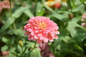 Zinnia bloom in the beautiful garden. Zinnia blossom at center closeup. Zinnia bloom in garden