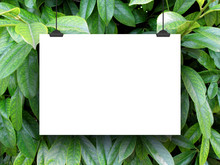 One Hanged Horizontal Paper Sheet Frame With Clips On Green Leaves Background