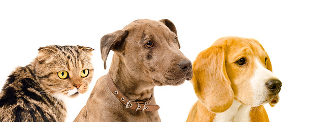 Two dogs and a cat together