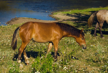 brown horse eating grass near water