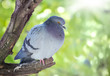 Grey pigeon closeup sitting on wooden branch.Bird outdoors on nature green blurred background.