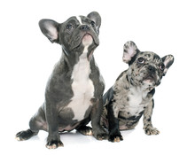 Puppies French Bulldog