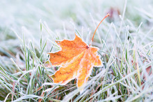 Frost On The Leaf And Grass.