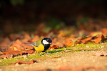 Great Tit In The Park