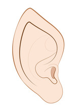 Pointed Ear Of An Elf, Fairy, Vampire Or Other Fantasy Creature Or Animal. Isolated Vector Illustration On White Background.