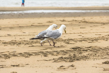 Two Seagulls On The Beach, Zandvoort, Netherlands