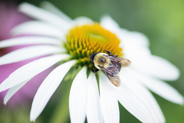 Wall Mural - Bee on a white coneflower