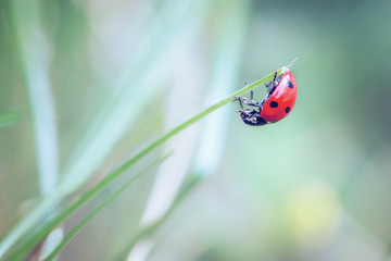 Wall Mural - lady bug crawling upside down on a blade of grass