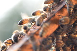 Fototapeta Zwierzęta - pszczoły na plastrze miodu