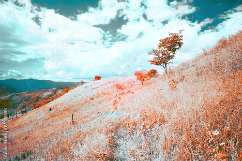 Cuadros en Lienzo Beautiful infrared landscape forest image