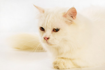 White cat Chinchilla on white background