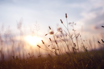 Wall Mural - evening autumn nature background, beautiful meadow dandelion flowers in field on orange sunset. vint