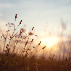 Wall Mural - evening autumn nature background, beautiful meadow dandelion flowers in field on orange sunset. vint