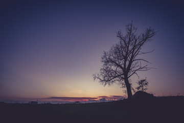Tree at the sunset