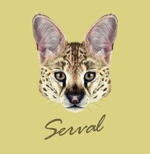 Serval Cat Wild Animal Face. Vector Cute African Savannah Serval Kitten Leptailurus Serval Head Portrait. Realistic Fur Portrait Of Beautiful Spotted Serval Kitty Isolated On Yellow Background.