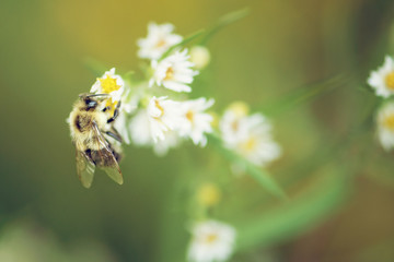 Wall Mural - bee on tiny white flowers