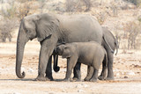 Fototapeta Natura - Elephant Cow and Calw in Namibia