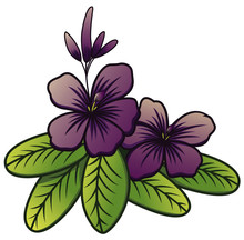 Purple Jasmine Flower