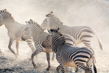Zebras Running, Namibia, Africa