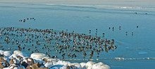 Birds Swimming In A Frozen Lake In Winter