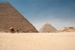 Horse dragging cart in front of the Giza Pyramids