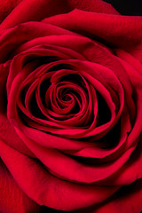 Wall Mural - Red Rose. Red rose petals closeup.