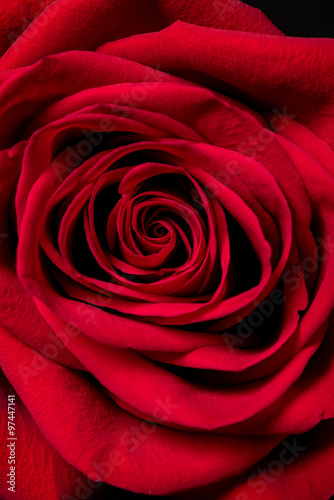 Fototapeta na wymiar Red Rose. Red rose petals closeup.