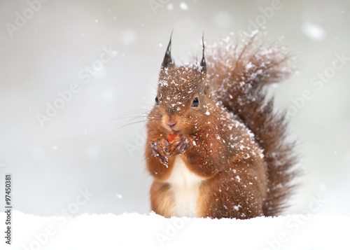 Fotomural Cute red squirrel in the falling snow, winter in England
