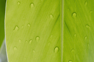 Wall Mural - Galanga leaf with rain drop for background