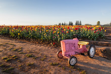 Toy Tractor With Tulips