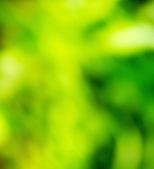 Wall Mural - green bokeh from tree