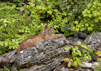 Wall Mural - Young Lynx Stretched out on a Log