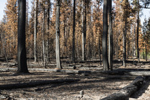 The Forest After A Wild Fire