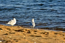 Two Seagulls On The Beach