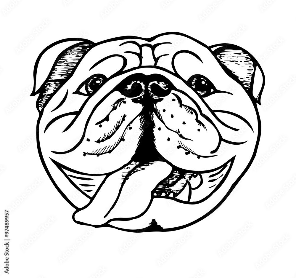 English bulldog, vector illustration Stock Vector | Adobe Stock, image size:1000x938
