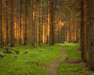 Wall Mural - Spruce forest and path golden sunset light