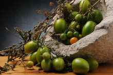 Solanum Lycopersicum طماطم トマト Tomaatti Pomidor Zwyczajny Томат มะเขือเทศ עגבנייה Լոլիկ Paradicsom Növényfaj Pomodori Verdi